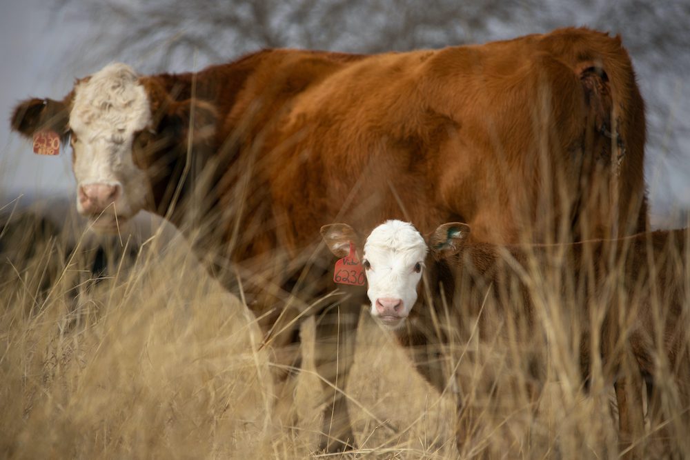 Tips for keeping cattle feeding areas clean