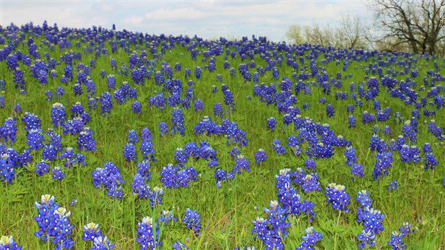 How to Protect Growing Flowers from Budworms - KFRM Radio 550 AM