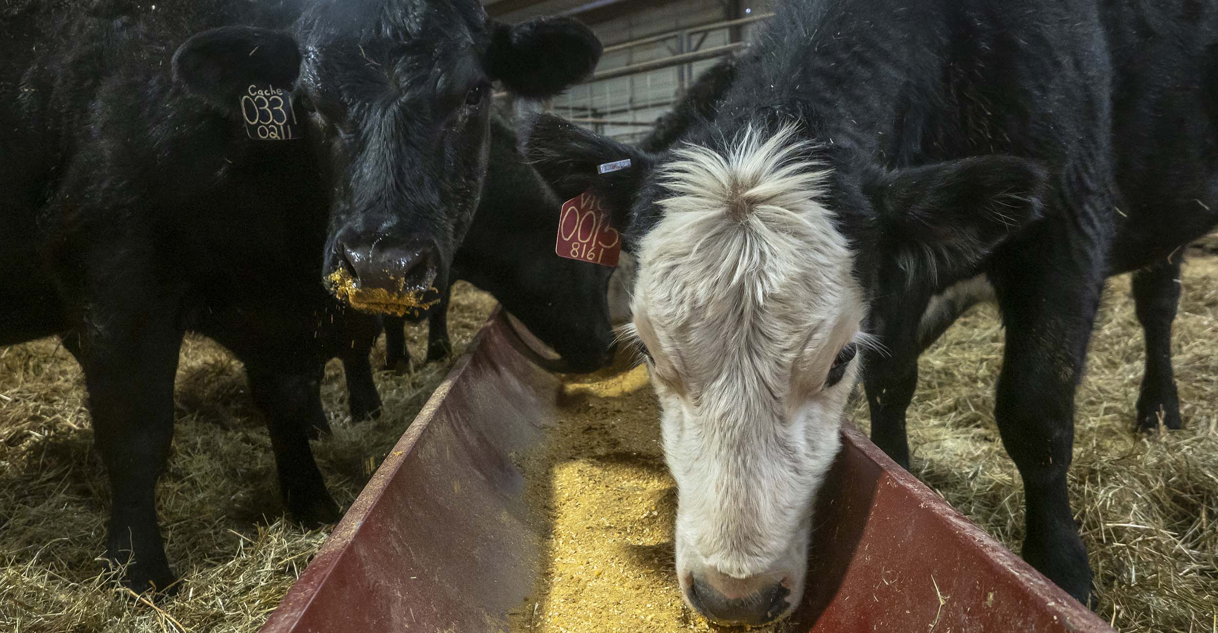 Creative Feed Strategies For Wintering Cows are Helpful but Costly