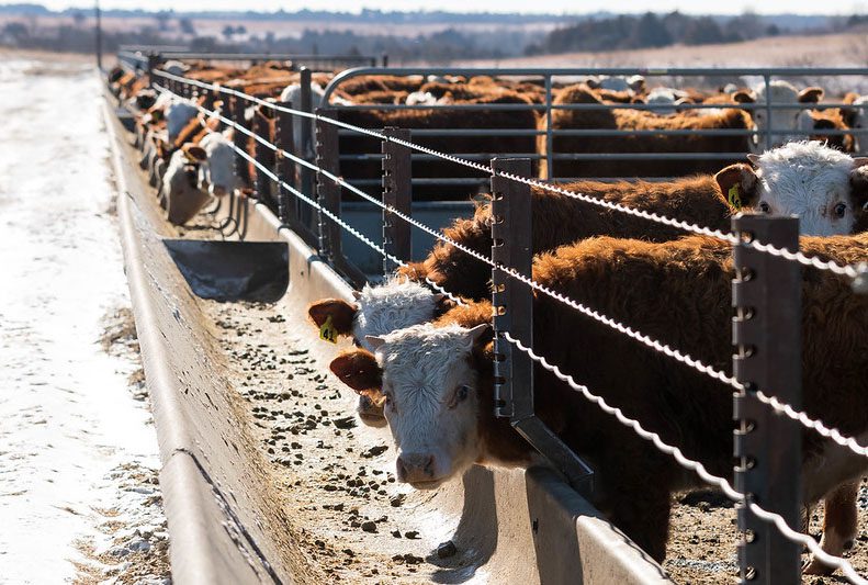 Cattle Chat Understanding hardware disease KFRM Radio 550 AM